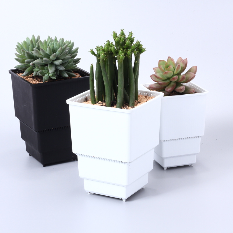 Cactus Mix Pot - Meshpot High Waist Square Pot with
