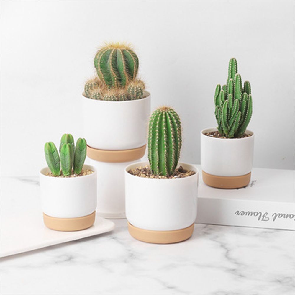 Round Cactus Succulent Plants  - Cactus Mix Pot incelemesi ve fiyatı