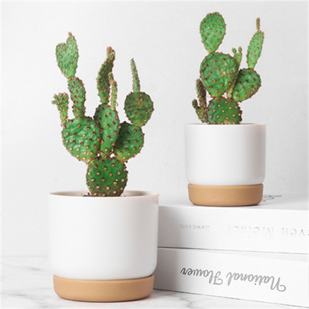 Round Cactus Succulent Plants  - Cactus Mix Pot incelemesi ve fiyatı