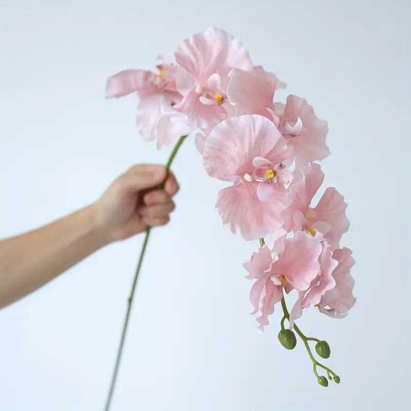 Long Branch Butterfly Orchids  - String Of Pearls Plant incelemesi ve fiyatı