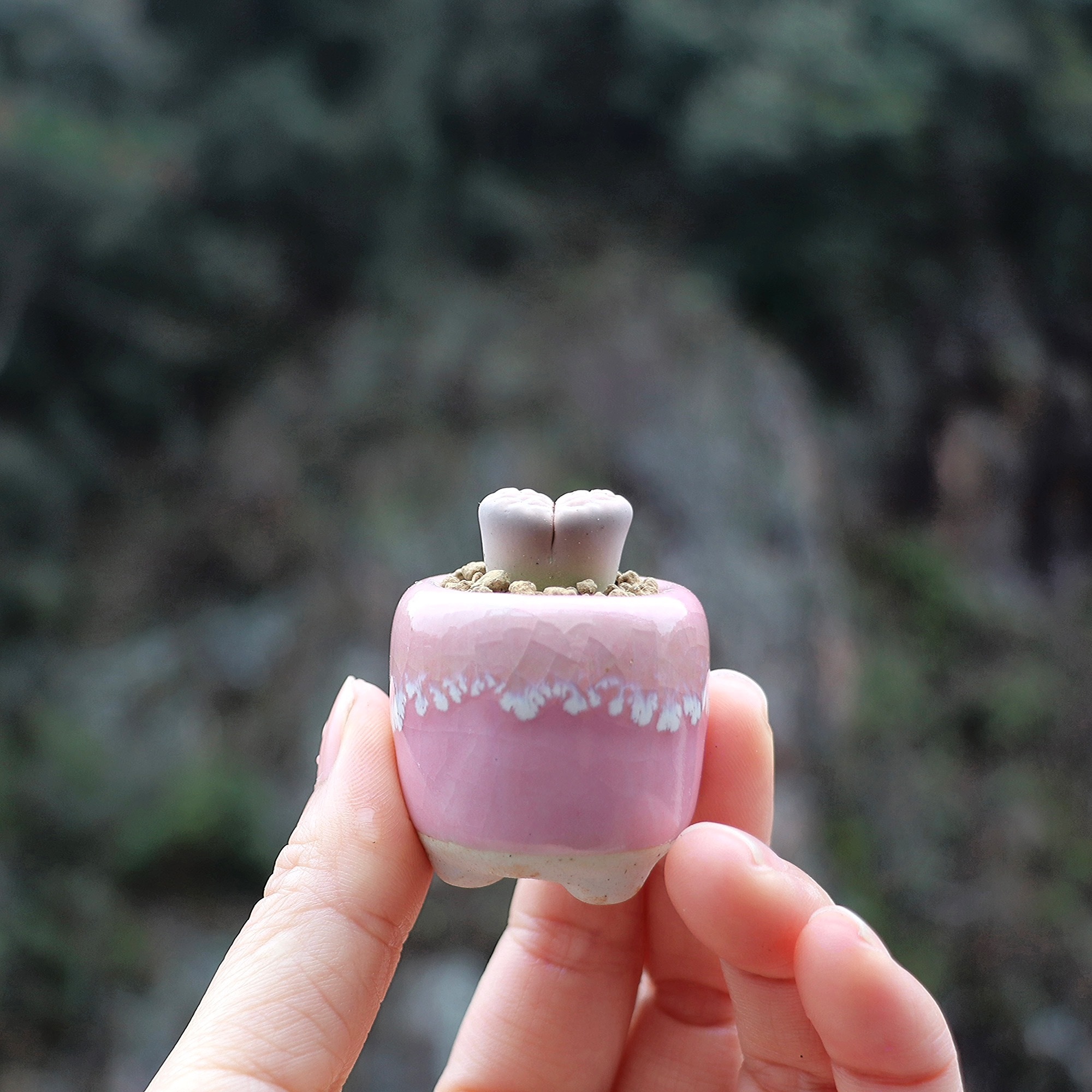 10Pcs Mini Ceramics Fowerpot M - Cactus Mix Pot incelemesi ve fiyatı