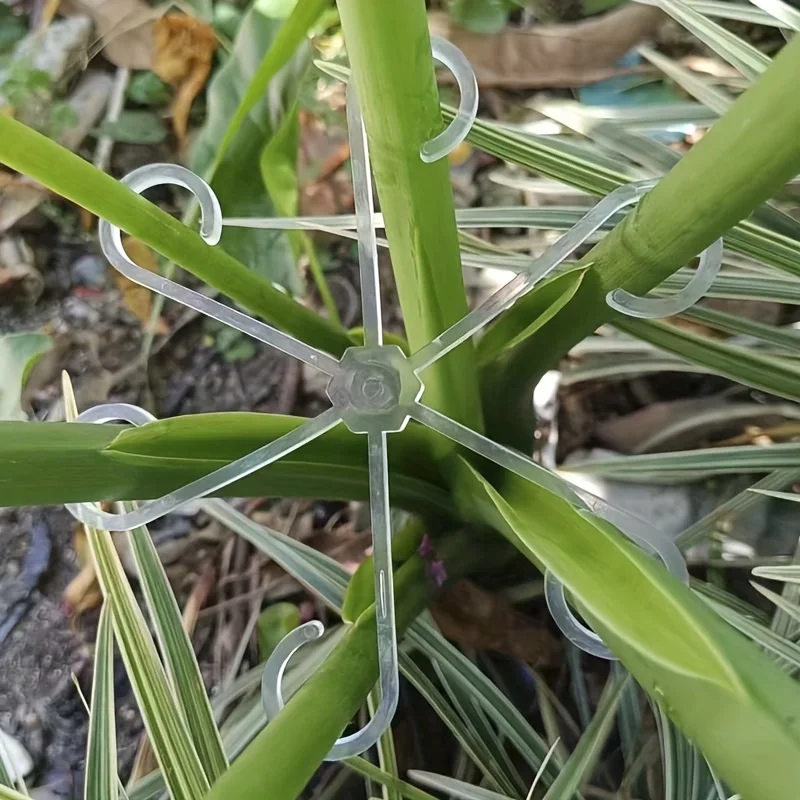 4pcs Climbing Plants Support C - Variegated Monstera Node incelemesi ve fiyatı