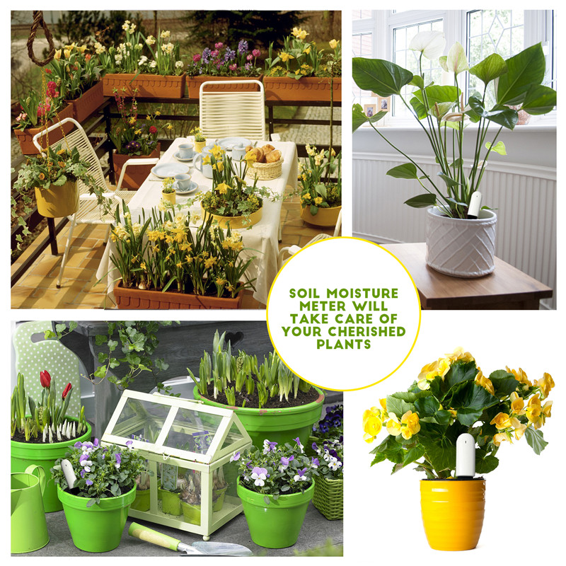 HHCC Xiaomi Flower Care Smart  - Plant Parent App incelemesi ve fiyatı